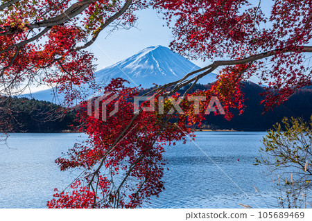 【山梨縣/富士山/河口湖】11月的日本秋天，富士山和紅葉 105689469