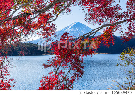 【山梨縣/富士山/河口湖】11月的日本秋天，富士山和紅葉 105689470