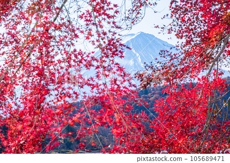 【山梨縣/富士山/河口湖】11月的日本秋天，富士山和紅葉 105689471