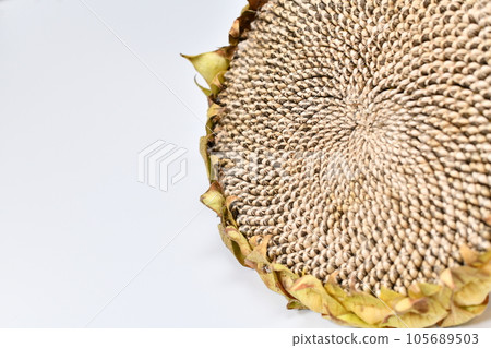一排葵花籽 105689503