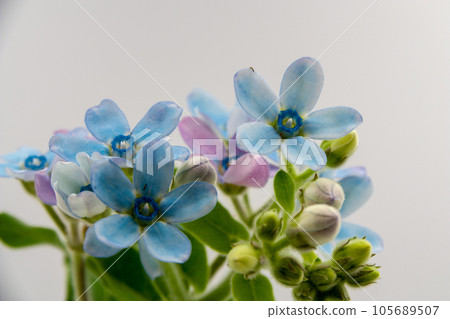 cute light blue flowers on white background cute light blue flowers on white background 105689507