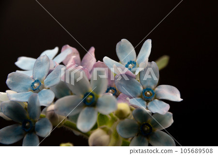 cute light blue flowers on black background 105689508