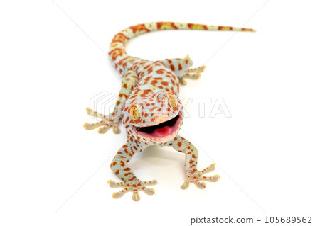 Laughing Tokay Gecko Laughing Tokay Gecko 105689562