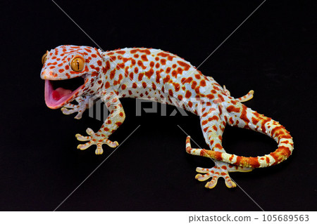 cool tokay gecko cool tokay gecko 105689563