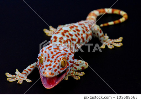 creeping tokay gecko 105689565