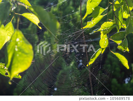 spider web shining in the morning sun 105689578