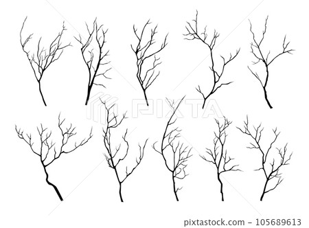 Vector collection of black silhouettes of tree branches isolated on white background Vector collection of black silhouettes of tree branches isolated on white background 105689613