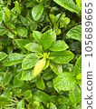 Gardenia buds with shining raindrops 105689665