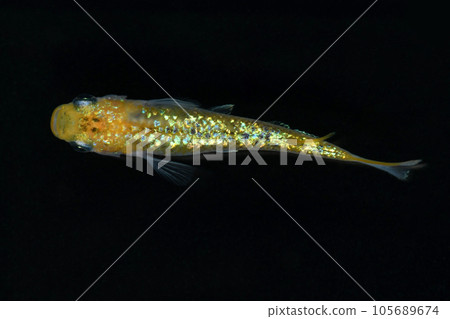 華麗的青鱂（夜櫻青鱂金） 105689674