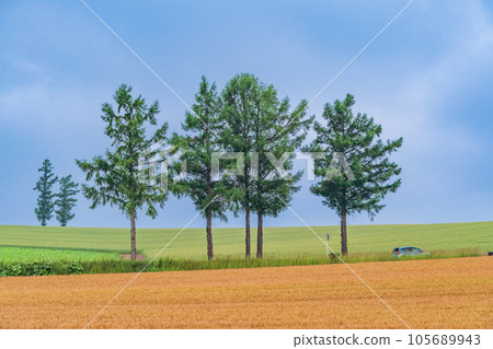 (Hokkaido) Biei in summer, Old Mild Seven hill 105689943