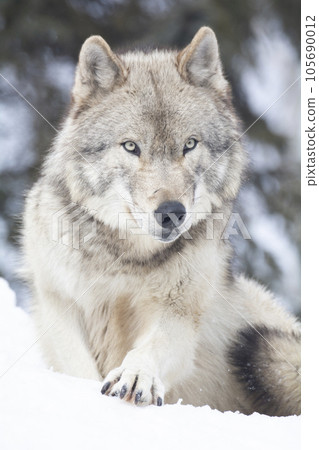 旭山動物園的狼 105690012