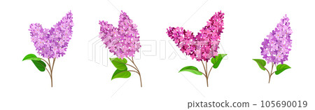 Lilac or Syringa Flowers with Showy Aromatic Blossom on Stem Vector Set Lilac or Syringa Flowers with Showy Aromatic Blossom on Stem Vector Set 105690019