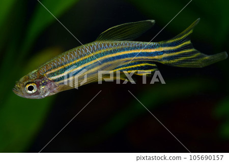 Long Fin Zebradanio Long Fin Zebradanio 105690157
