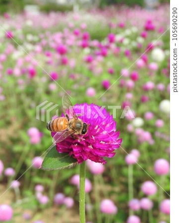 "Honeybee" sucking nectar from Sennichikureni 105690290