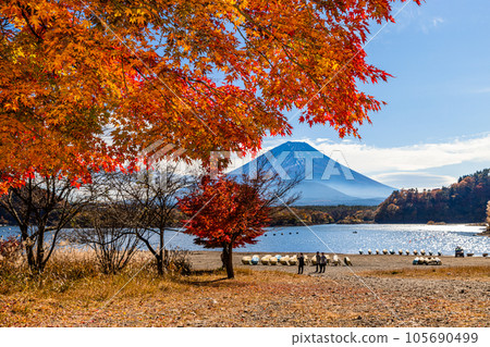 [Yamanashi Prefecture, Mt. Fuji, Lake Shoji] Autumn in Japan with Mt. Fuji and autumn leaves in November 105690499