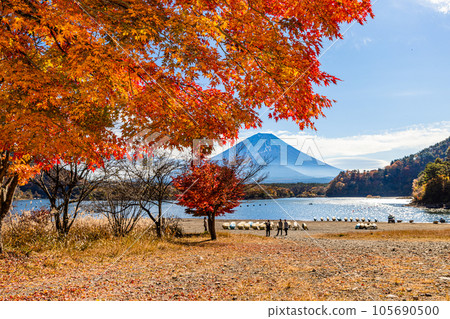 [Yamanashi Prefecture, Mt. Fuji, Lake Shoji] Autumn in Japan with Mt. Fuji and autumn leaves in November 105690500