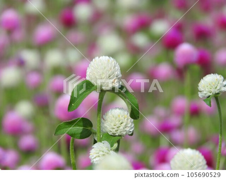 盛開的蜈蚣田 105690529