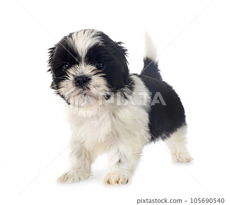 puppy Shih Tzu in studio puppy Shih Tzu in studio 105690540