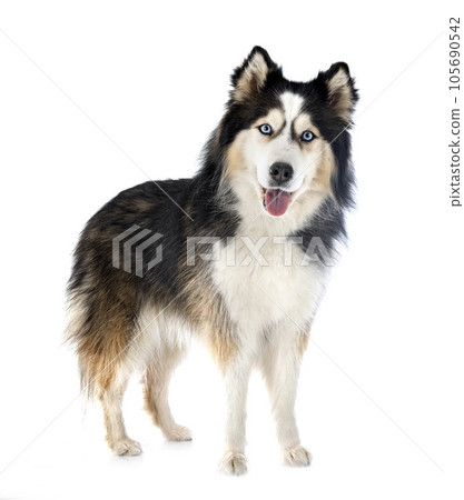 siberian husky in studio siberian husky in studio 105690542