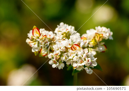 Buckwheat macro with white flowers. Fagopyrum esculentum Buckwheat macro with white flowers. Fagopyrum esculentum 105690571