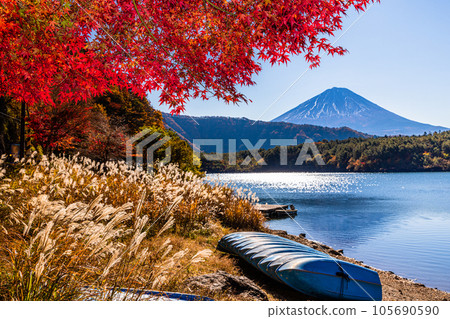 [Yamanashi Prefecture/Mt. Fuji/Lake Saiko] Autumn in Japan with Mt. Fuji and autumn leaves in November 105690590