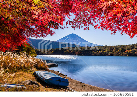 [Yamanashi Prefecture/Mt. Fuji/Lake Saiko] Autumn in Japan with Mt. Fuji and autumn leaves in November 105690591