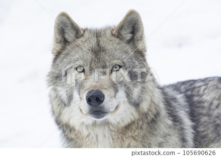 Wolf of Asahiyama Zoo 105690626