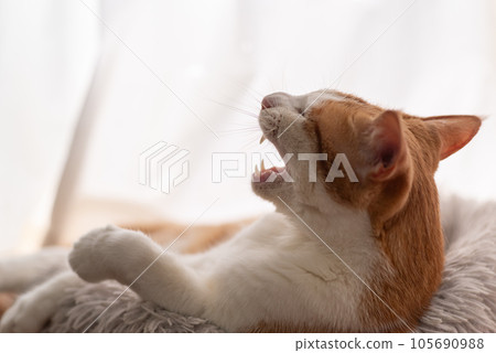 打哈欠的貓棕色老虎白色 105690988