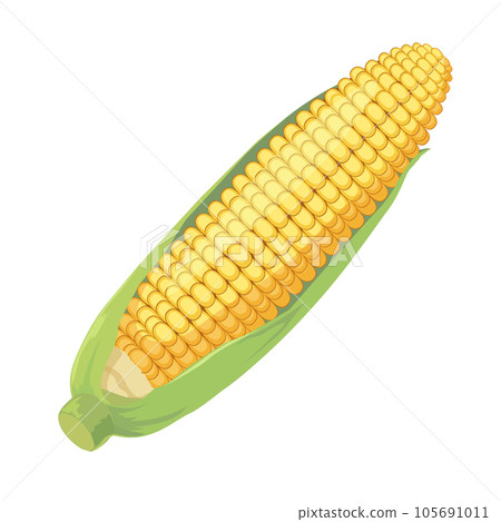 Illustration of corn Illustration of corn 105691011