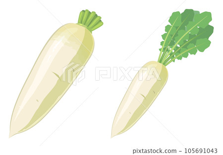 Japanese radish set illustration 105691043