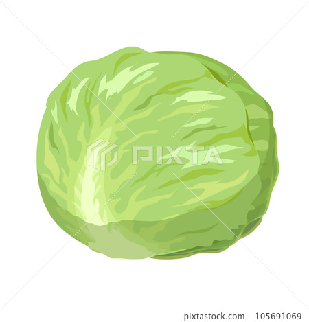 Cabbage illustration 105691069