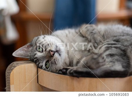 Relaxing cat, Sabatra cat Relaxing cat, Sabatra cat 105691083