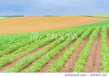 （北海道）夏天的美瑛、赤麥之坵田園風光 105691130