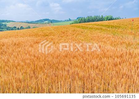 (Hokkaido) Biei in summer, Akamugi no Oka Rural scenery (Hokkaido) Biei in summer, Akamugi no Oka Rural scenery 105691135