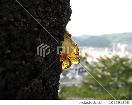 Sap exuded from the trunk of the cherry blossoms (Yani) 105691208