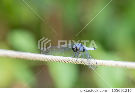 Familiar creature dragonfly Familiar creature dragonfly 105691215