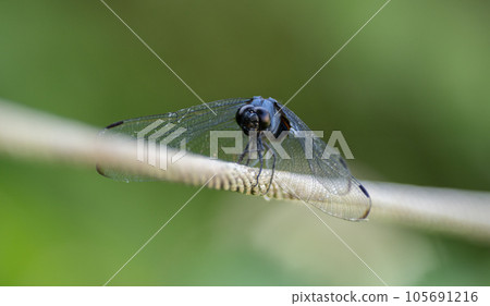 Familiar creature dragonfly Familiar creature dragonfly 105691216