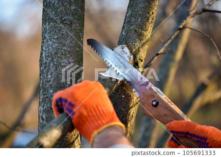 Hands with gloves of gardener doing maintenance work, pruning trees in autumn 105691333