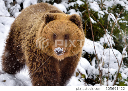 Wild brown bear (Ursus arctos) on the snow Wild brown bear (Ursus arctos) on the snow 105691422
