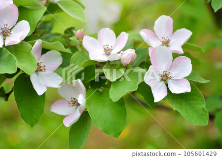 Blossoming Quince (Cydonia oblonga) on a natural background Blossoming Quince (Cydonia oblonga) on a natural background 105691429