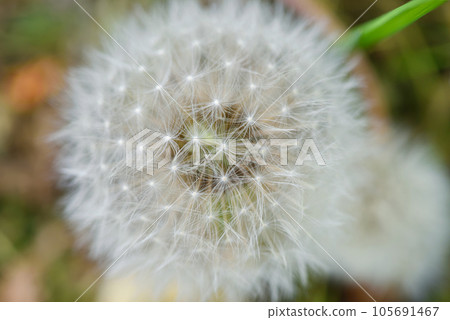 Closeup white dandelion on a natural background, selective focus 105691467