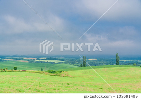 （北海道）夏天的美瑛、赤麥之坵田園風光 105691499