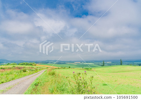 (Hokkaido) Biei in summer, Akamugi no Oka Rural scenery (Hokkaido) Biei in summer, Akamugi no Oka Rural scenery 105691500