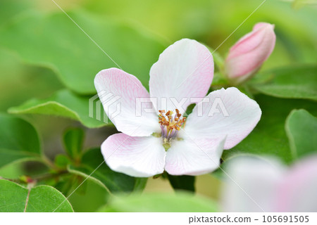 Branch of a blossoming quince of oblong (Cydonia oblonga) on a natural background 105691505