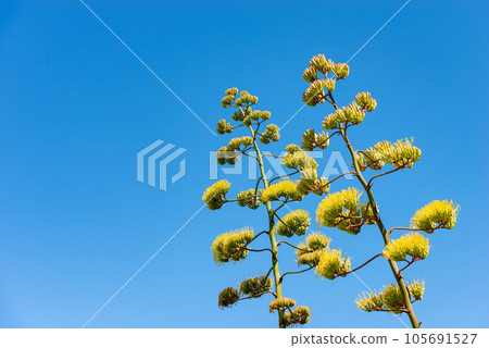 Agave Flowers Against a Clear Blue Sky - Liguria Italy Agave Flowers Against a Clear Blue Sky - Liguria Italy 105691527