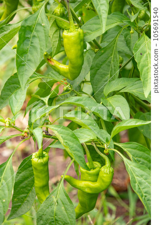 Vegetable garden in August (Pepper) Vegetable garden in August (Pepper) 105691540