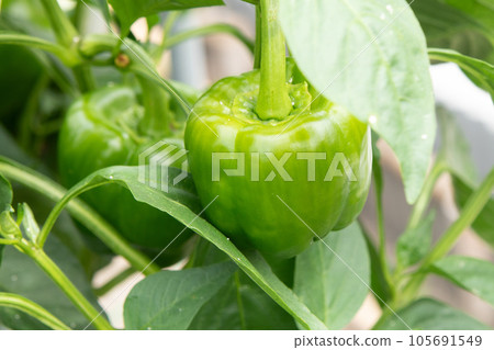八月菜園(青椒) 八月菜園(青椒) 105691549