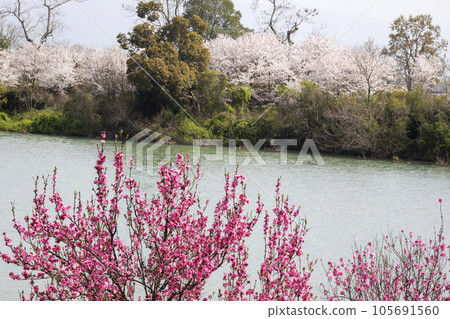 桃花樹芽池塘水面春景-4 105691560