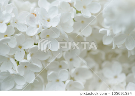 White lilac, flowers close-up. Natural floral background 105691584