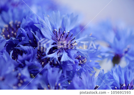 Blue cornflower flowers with selective focus and blurred tender petals on background Blue cornflower flowers with selective focus and blurred tender petals on background 105691593